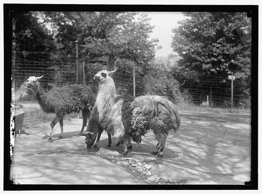 ZOO, WASHINGTON, D.C.: LLAMA