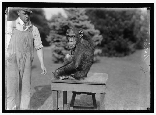 ZOO, WASHINGTON, D.C. SOKKO, THE MONKEY