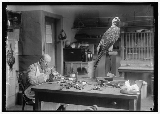 WOOD, N.R. OF SMITHSONIAN INSTITUTION. MOUNTING BIRDS