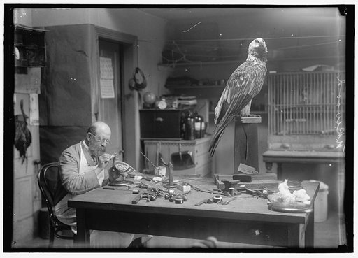WOOD, N.R. OF SMITHSONIAN INSTITUTION. MOUNTING BIRDS