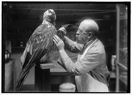 WOOD, N.R. OF SMITHSONIAN INSTITUTION. MOUNTING BIRDS