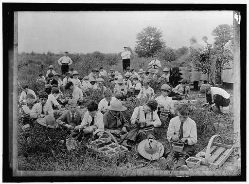 NATIONAL EMERGENCY WAR GARDENS COM. BOYS PICKING BERRIES