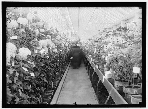 DEPARTMENT OF AGRICULTURE CHRYSANTHEMUM SHOW
