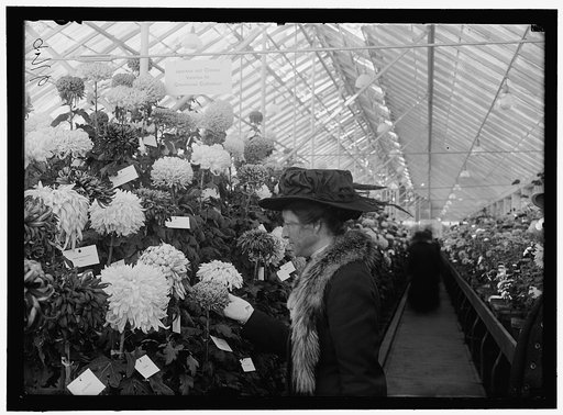 DEPARTMENT OF AGRICULTURE CHRYSANTHEMUM SHOW