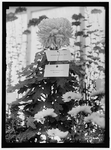 DEPARTMENT OF AGRICULTURE CHRYSANTHEMUM SHOW