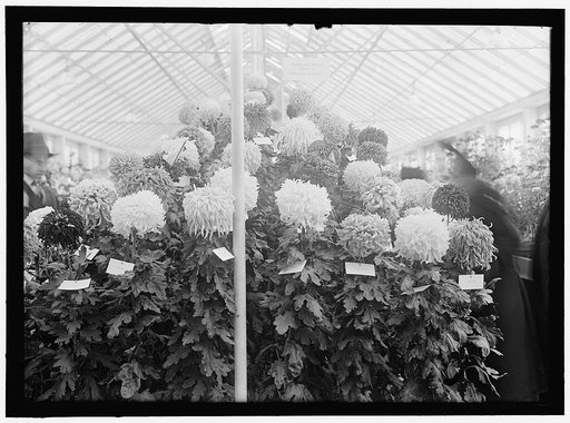 DEPARTMENT OF AGRICULTURE CHRYSANTHEMUM SHOW