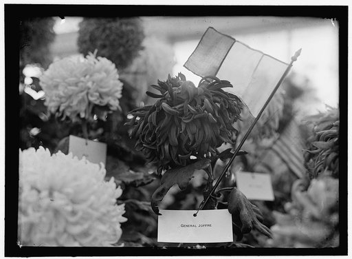 JOFFRE, JOSEPH JACQUES CESARE. MARECHAL OF FRANCE, 1916. CHRYSANTHEMUM NAMED 'GENERAL JOFFRE'