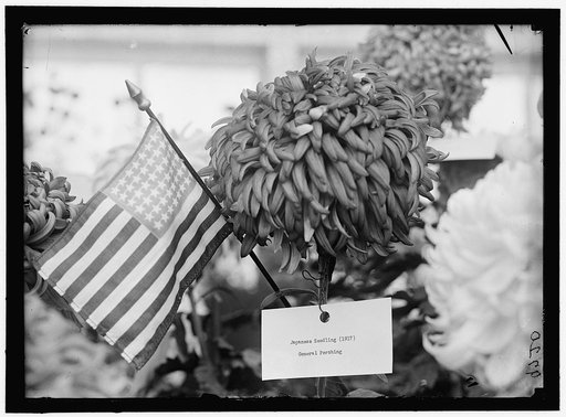 DEPARTMENT OF AGRICULTURE CHRYSANTHEMUM SHOW
