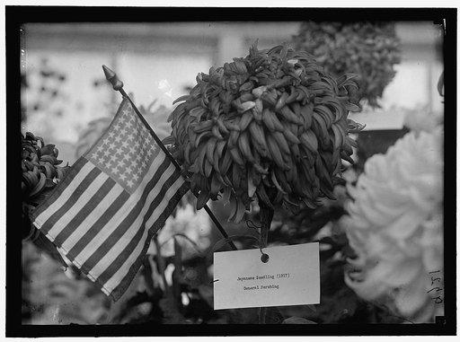 DEPARTMENT OF AGRICULTURE CHRYSANTHEMUM SHOW