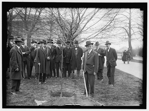 CAPITOL, U.S. TREE PLANTING: MARSHALL WITH SHOVEL; SAULSBURY AT LEFT; HALSEY ANDPRESTON BACK OF MARSHALL. OTHERS ARE NEWSMEN
