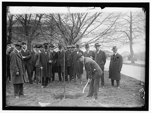 CAPITOL, U.S. TREE PLANTING: MARSHALL WITH SHOVEL; SAULSBURY AT LEFT; HALSEY ANDPRESTON BACK OF MARSHALL. OTHERS ARE NEWSMEN