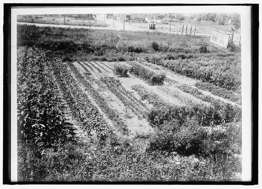 NATIONAL EMERGENCY WAR GARDENS COM. WAR GARDENS