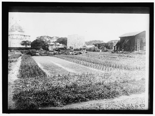 NATIONAL EMERGENCY WAR GARDENS COM. WAR GARDENS