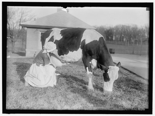ECKLES, VIRGINIA. IN DUTCH DAIRY-MAID COSTUME, WITH COW