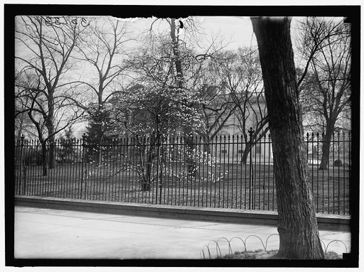 DISTRICT OF COLUMBIA PARKS. MAGNOLIAS
