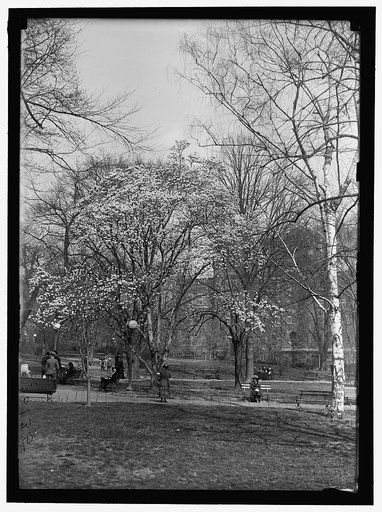 DISTRICT OF COLUMBIA PARKS. MAGNOLIAS