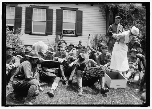Beekeeping instruction for injured soldiers
