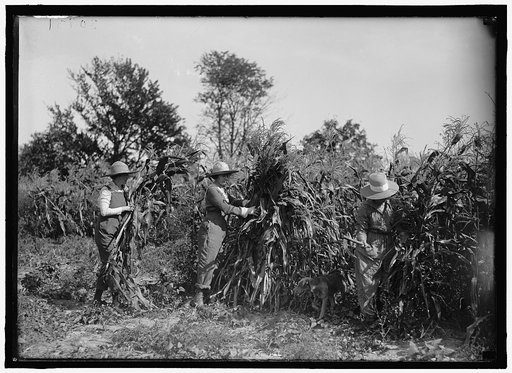 GIRL SCOUTS. FARMERETTES HARVESTING CROPS
