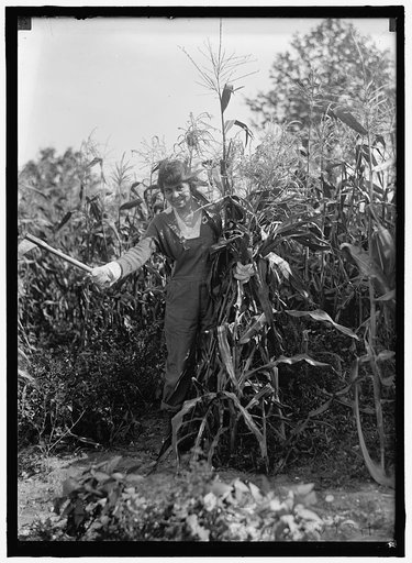 GIRL SCOUTS. FARMERETTES HARVESTING CROPS