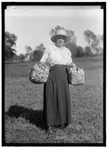 GIRL SCOUTS. FARMERETTES HARVESTING CROPS