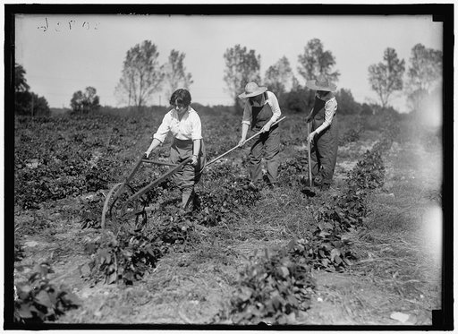 GIRL SCOUTS. FARMERETTES HARVESTING CROPS