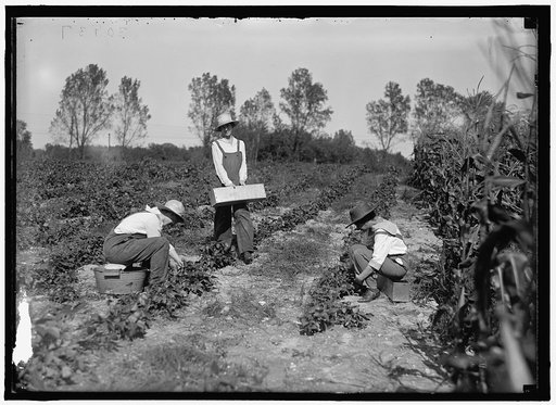 GIRL SCOUTS. FARMERETTES HARVESTING CROPS