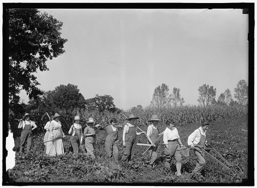 GIRL SCOUTS. FARMERETTES HARVESTING CROPS