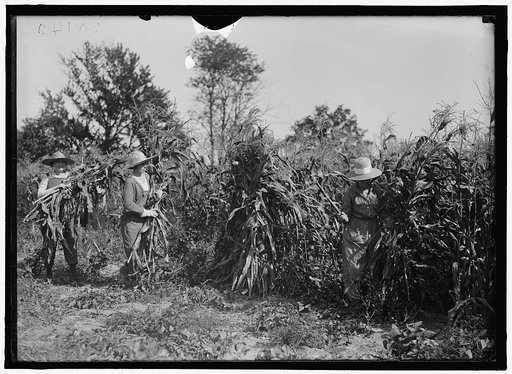 GIRL SCOUTS. FARMERETTES HARVESTING CROPS