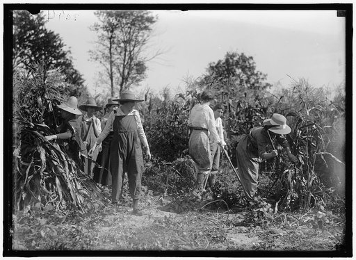 GIRL SCOUTS. FARMERETTES HARVESTING CROPS