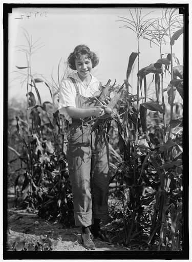 GIRL SCOUTS. FARMERETTES HARVESTING CROPS