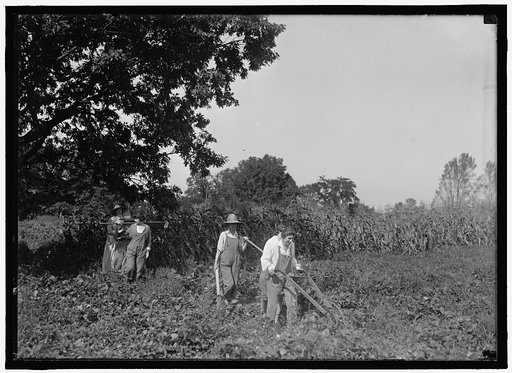 GIRL SCOUTS. FARMERETTES HARVESTING CROPS