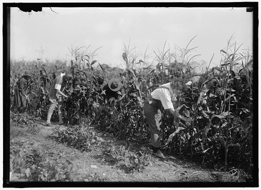 GIRL SCOUTS. FARMERETTES HARVESTING CROPS