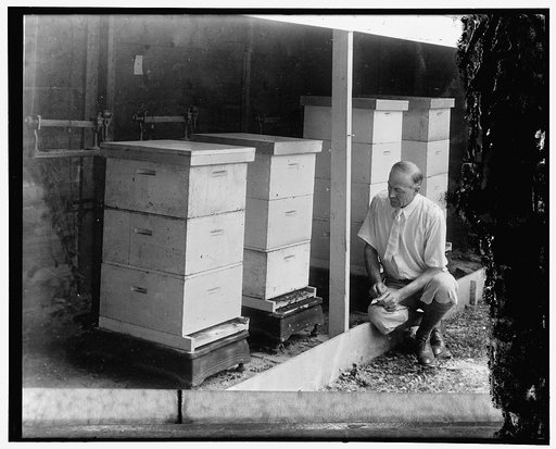 Observing work of the busy bee. E.L. Sechrist, associate agriculturist of the bee culture laboratory, U.S. Department of Agriculture, makes tests of how much work the bees accomplish under different weather conditions be checking the weight of the colonies. During a good honey flow under favorable w