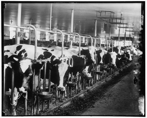 Norfolk, Mass. Dairy cows in a modern barn, 6/10/36