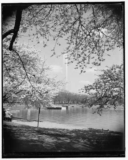 Cherry Blossoms on Tidal Basin