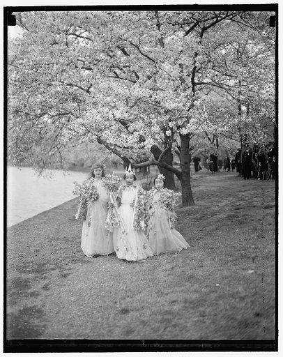 Saints [Cherry blossoms