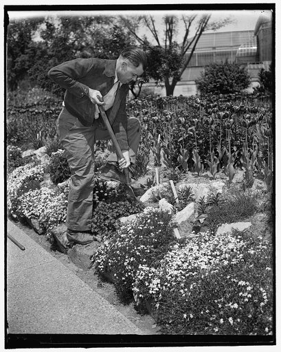 Hard at work with a spading fork. Washington, D.C., May 7. Rep. W.R. Poage of Texas working the ground in the Botanical Gardens. (complete caption on other picture) no.2