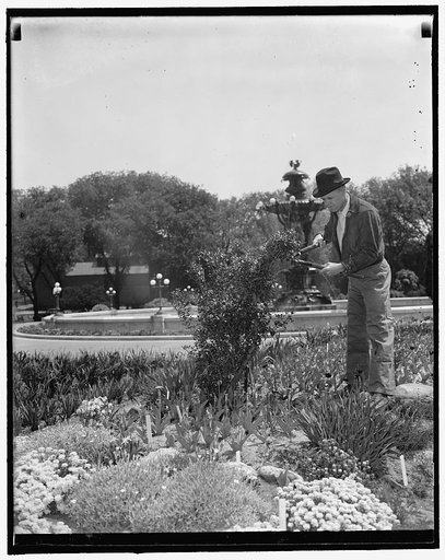 At work on the shrubbery. Washington, D.C., May 7. Rep. W.R. Poage of Texas, is shown working on the shrubbery at the Botanical Garden. (see other caption for complete story) no. 4