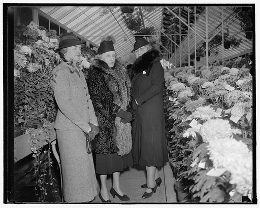 Wife of Agriculture secretary opens mum show. Washington, D.C., Nov. 4. The Annual Mum Show of the Department of Agriculture was officially opened today by Mrs. Henry A. Wallace, wife of the Secretary, who was hostess to the cabinet wives and other members of Capital society. In this photograph, Mrs