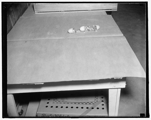 Life begins: Baby chicks see the first light of day as they are hatched from the pedigreed eggs, 1/19/38