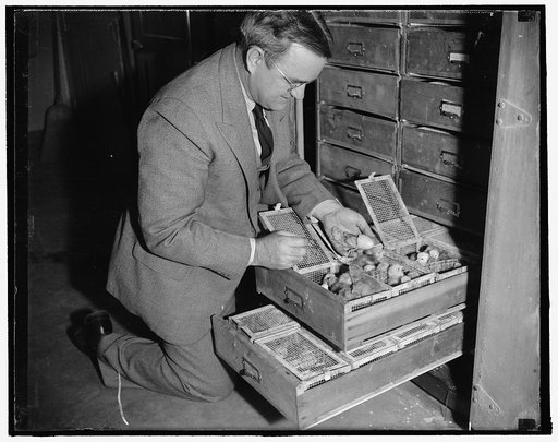 Dr. Charles W. Knox, senior poultry geneticist, inspects the newly hatched chicks preparatory to banding them, 1/19/38