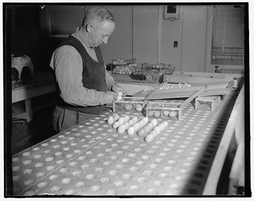 Removed again from the incubator the eggs are put in individual wire baskets and placed in the hatcher by Mr. Haynes, 1/19/38
