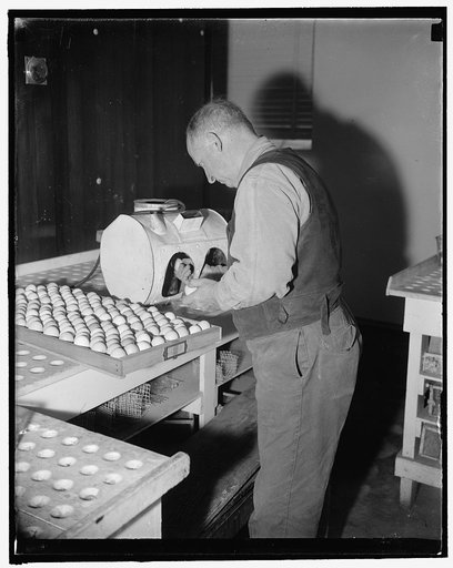Superior chickens set. After removal from the incubator the eggs are put through the candling test by Mr. Haynes. Those infertile are given to charity while the fertile ones follow through the scientific routine with an additional ten days in the incubator, 1/19/38