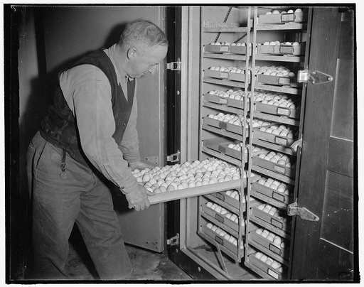 Shepherd Haynes, chief scientific aide, then places the eggs in an automatic incubator for a period of seven days, 1/19/38