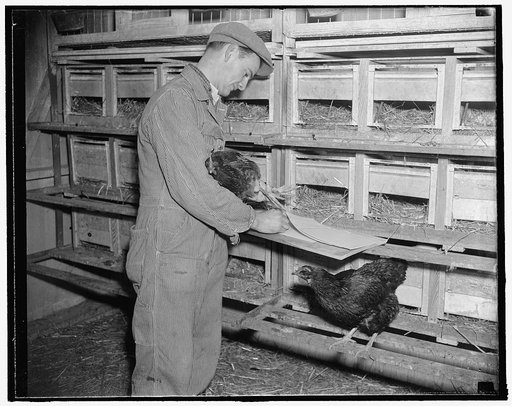 George Attick, junior poultry aide, removes the hen and eggs from the trap nest. The eggs are then marked to correspond with the number on the leg band of the hen. From here on the egg is checked through until the hen or rooster is full grown, 1/19/38