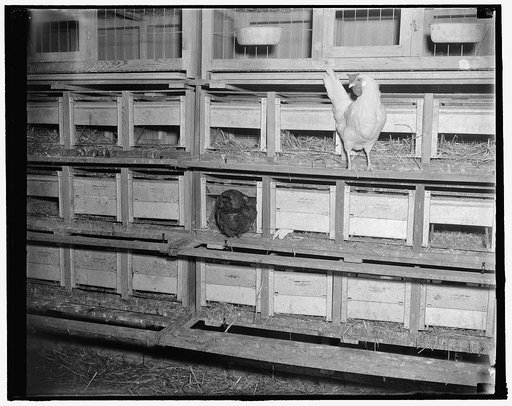 The hens are then allowed to choose their own trap nests in which to lay the hens, 1/19/38