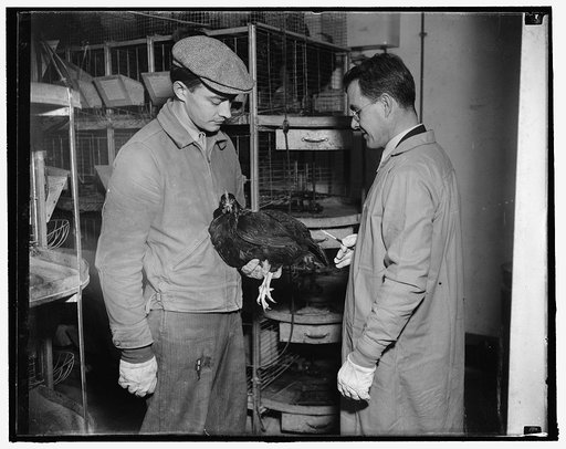 Superior chickens set. Douglas Grinnan, scientific aide, assisted by Benjamin Nehr, is shown fertilizing a hen to begin the experiments, 1/19/38