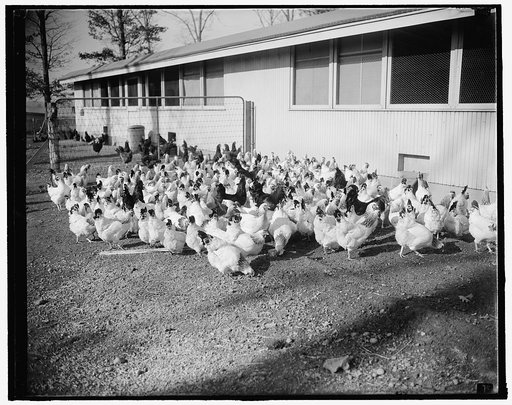 Superior chickens goal of government experts. Beltsville, MD, Jan. 19. In the future if your chicken, whether it's fried a la Maryland, baked or prepared any other style, is more succulent and of better flavor credit will be due the experts at Uncle Sam's Department of Agriculture experimental farm 