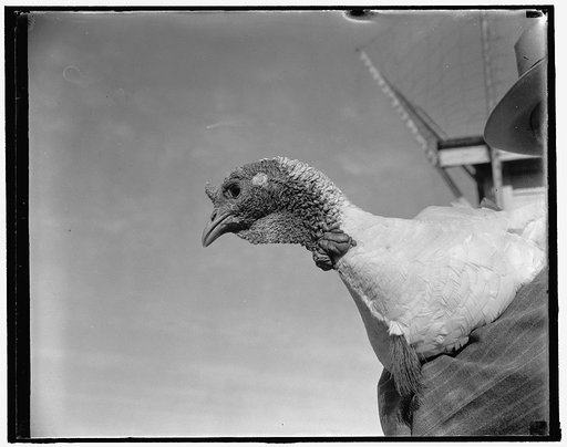Turkey at Dept. of Agric. experimental farm