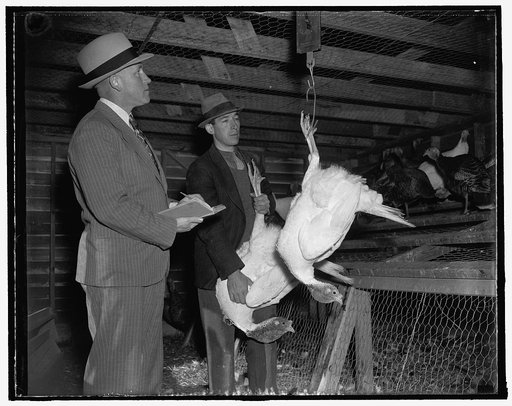 Weighing turkey at Dept. of Agric. exp. farm, Beltsville